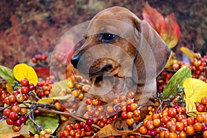 Autumn Dachshund Puppy