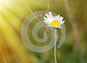 The autumn Daisy is reminiscent of a village girl