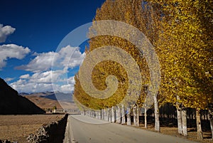 Autumn in Daocheng County