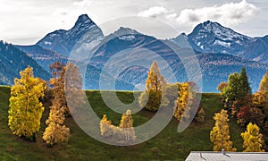 Autumn in Davos Grisons Switzerland, yellow coloured trees