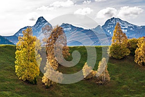 Autumn in Davos Grisons Switzerland, yellow coloured trees