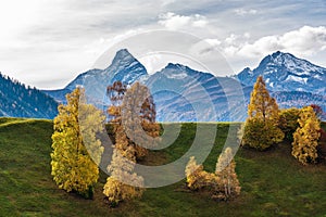 Autumn in Davos Grisons Switzerland, yellow coloured trees