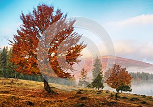 Autumn dawn. beautiful dawn in the Carpathian mountains