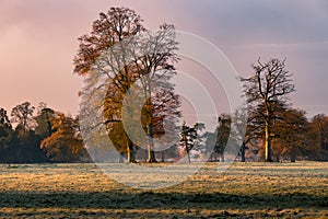 Autumn dawn in English park