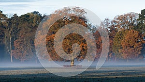 Autumn dawn in English park