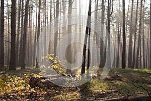 Autumn dawn in forest. Morning sun beams or rays in autumn park or forest