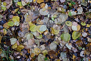 Autumn day in the city Park, the leaves on the lawn.