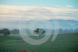 Autumn day dawns with fog in the Andalusian cattle pasture of Spain