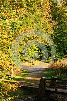 Autumn day in the forest