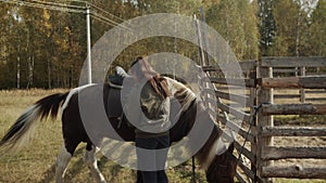 On an autumn day, a girl in front of the stable pulls the girths of her horse before walking through the fields