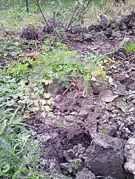 Autumn day. Land dig. Greenery - green grass and bush rose, parsley and green onion. Dry grass.