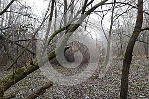 Autumn deadwood forest