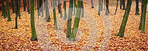 Autumn deciduous forest