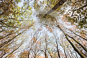 Autumn deciduous forest. City Park. Stavropol. Caucasus