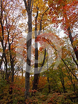 Autumn. Deciduous forest with green, yellow and red leaves.