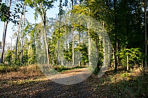 Autumn deciduous forest illuminated by the setting sun. A path for hikers covered with fallen leaves.