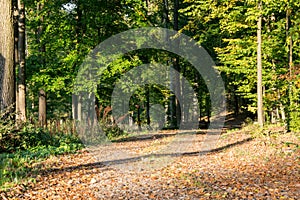 Autumn deciduous forest illuminated by the setting sun. A path for hikers covered with fallen leaves.