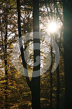 autumn deciduous forest with penetrating sunbeams