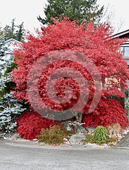 Autumn deciduous tree in full fall colour of beautiful reds, oranges and yellows, isolated nature background