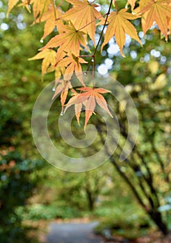 Autumn deciduous tree in full fall colour of beautiful reds, oranges and yellows, isolated nature background