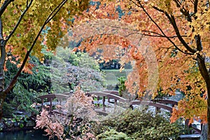 Autumn deciduous tree in full fall colour of beautiful reds, oranges and yellows, isolated nature background