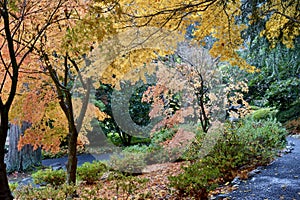 Autumn deciduous tree in full fall colour of beautiful reds, oranges and yellows, isolated nature background