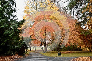 Autumn deciduous tree in full fall colour of beautiful reds, oranges and yellows, isolated nature background