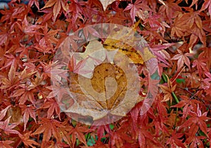 Autumn deciduous tree in full fall colour of beautiful reds, oranges and yellows, isolated nature background