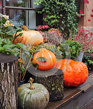 autumn decor, composition with pumpkins and flowers