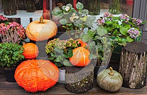 autumn decor, composition with pumpkins and flowers