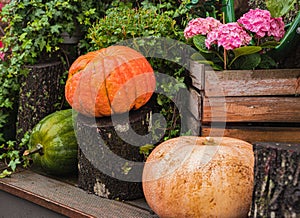 autumn decor, composition with pumpkins and flowers