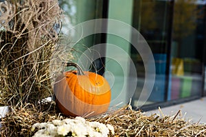 autumn decor, composition with pumpkins and seasonal flowers