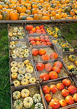 Autumn Decor Pumpkins at Patch