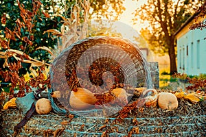Autumn decoration in basket on autumn garden