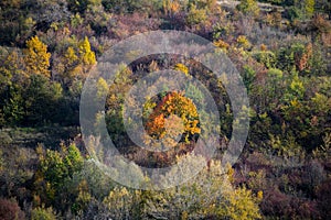 Autumn decoration. The colors of autumn in the forest