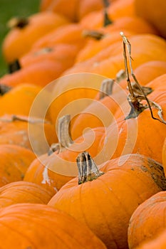 Autumn Decoration - pumpkin patch