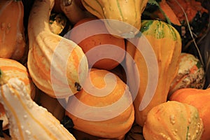 Autumn Decoration pumpkins