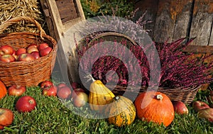 Autumn decoration, pumpkins, squash, heather flowers and wicker basket with apples