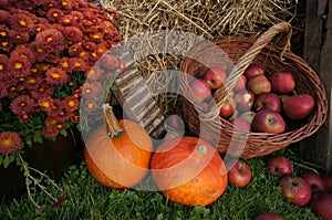 Autumn decoration, red and green apples in a wicker basket on straw, pumpkins, squash, heather flowers and chrysanthemum flowers