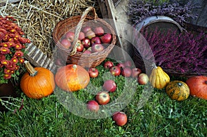 Autunno decorazioni un verde mele vimini sul paglia zucca zucca erica fiori un crisantemo fiori 