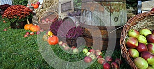 Autumn decoration, red and green apples in a wicker basket on straw, pumpkins, squash, heather flowers and chrysanthemum flowers