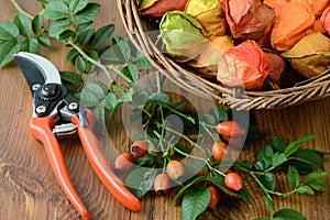 Autumn decoration of rose hips. floristry.