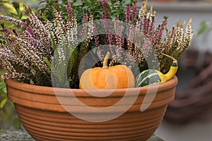 Autumn decoration on the terrace. Flower pot with pumpkins, and beautiful flowers - erica,Calocephalus, jujube