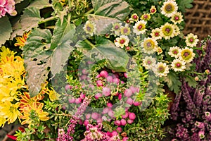 Autumn decorative composition  - pink heather, yellow chrysanthemum, Pernettya mucronata assembled together