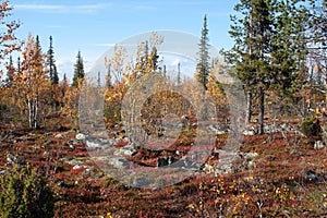 Autumn in Deep Taiga Forest, Finland