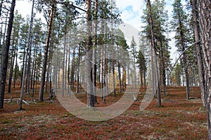 Autumn in Deep Taiga Forest, Finland