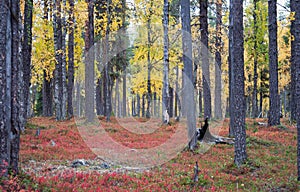 Autumn in Deep Taiga Forest, Finland photo