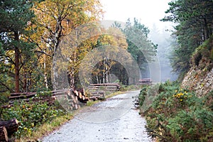 Autumn Deerpark and Djouce Woods, Ireland