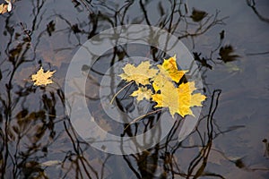 autumn, defoliation