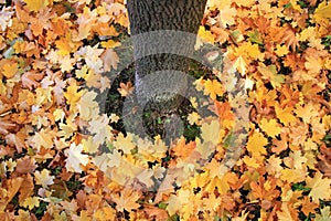 Autumn defoliation